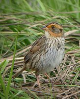Saltmarsh Sharp-tailed Sparrow - Ammodramus caudacutus