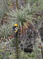 Golden-bellied Grosbeak - Pheucticus chrysogaster