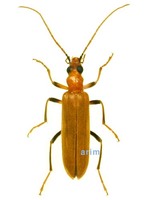 큰노랑하늘소붙이 - Xanthochroa hilleri