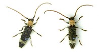 흰가슴하늘소 - Xylariopsis mimica
