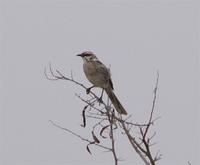 Long-tailed mockingbird