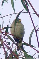 Piquitodeoro Com??n - Band-tailed Seedeater