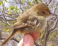 Euscarthlmus meloryphus