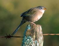 Wedge-tailed Grass-Finch, Emberizoides herbicola