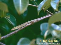 Anolis porcatus