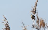 Chinese Penduline Tit