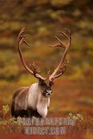 ...Caribou bull roams the open tundra of Denali National Park , Alaska . ( Rangifer tarandus ) stoc