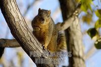 Squirrel in a tree ( American Red Tamiasciurus hudsonicus ) stock photo