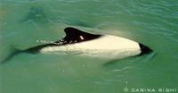 Commerson's Dolphin - Cephalorhynchus commersonii