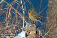 Fig. 1. Red-flanked Bluetail : 유리딱새