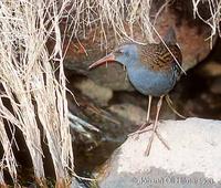 Water Rail Rallus aquaticus