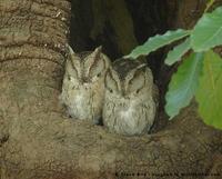 Indian Scops-Owl, Otus bakkamoena