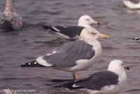 줄무늬노랑발갈매기 Heuglin's Gull Larus heuglini taimyrensis