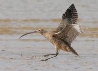 Eastern Curlew