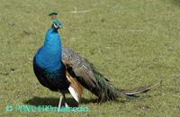 Pavo muticus ssp