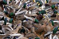 Mallards (Anas platyrhynchos)