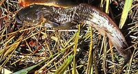 Amur Catfish Parasilurus asotus