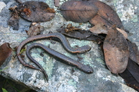 : Batrachoseps simatus; Kern Canyon Slender Salamander