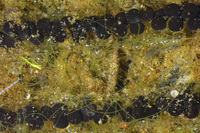 : Bufo californicus; Arroyo Toad