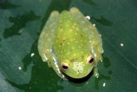 : Hyalinobatrachium fleischmanni; Fleischmann's Glass Frog