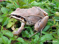 : Leptodactylus spixi; Spix's White-lipped Frog