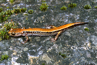 : Plethodon larselli; Larch Mountain Salamander