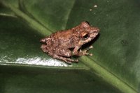 : Pristimantis cerasinus