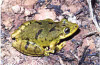 : Scinax fuscovarius