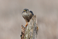 : Falco columbarius; Merlin