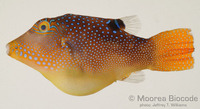 : Canthigaster solandri