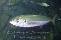 : Caranx caballus; Green Jack