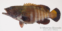 : Cephalopholis argus