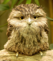 : Podargus strigoides; Tawny Frogmouth