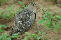 : Pterocles bicinctus; Double-banded Sandgrouse