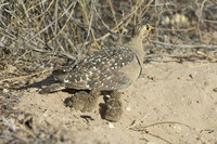 : Pterocles bicinctus; Double Banded Sandgrouse