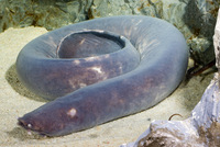 : Eptatretus cirrhatus; Hagfish