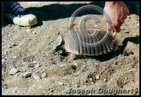 : Chlamyphorus truncatus; Pygmy Armadillo