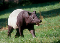 : Tapirus indicus; Malayan Tapir