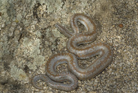 : Lichanura trivirgata roseofusca; Coastal Rosy Boa