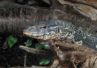 : Varanus indicus; Mangrove Monitor