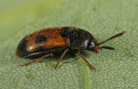 : Mycetophagus punctatus