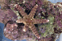 : Neoferdina cumingi