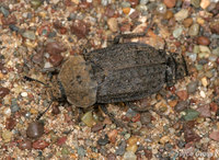 : Thanatophilus lapponicus