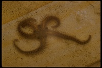 : Ophioderma sp.; Brittle Star