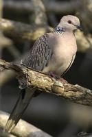 Streptopelia chinensis   Spotted Dove photo