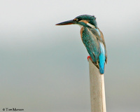 Common Kingfisher