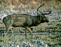 Eld's Deer stag