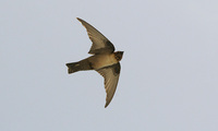 Crag Martins