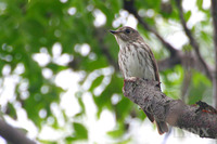 Grey-streaked Flycatcher 斑胸鶲