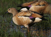 Ruddy Shelduck